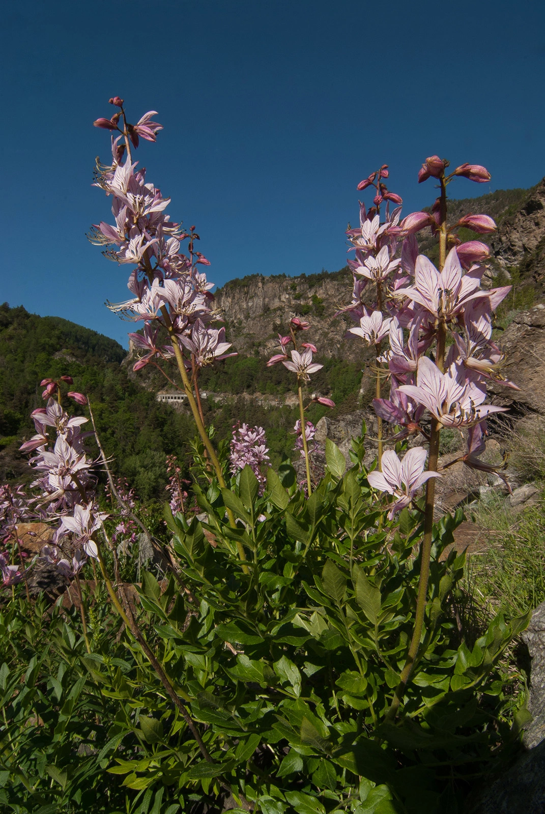 Photo Maurizio Broglio - Dictamnus albus